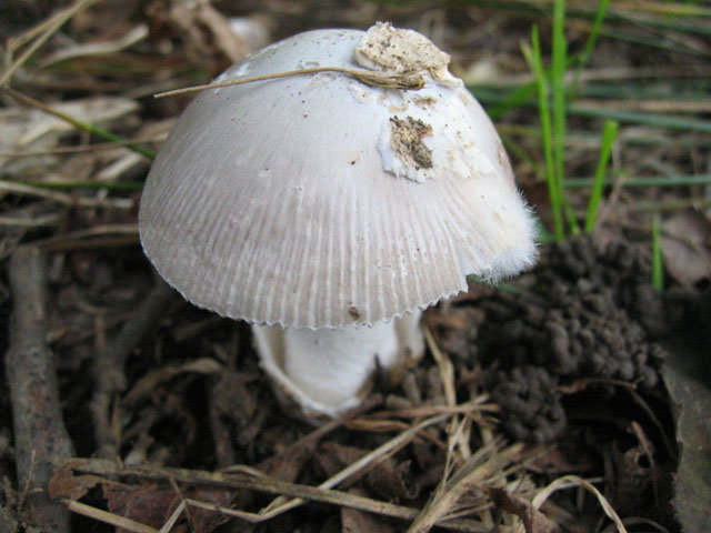 Quale ...Amanita !!!